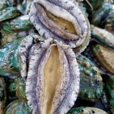 [산소포장] 산지직송 완도 활전복 선물세트, 1개, 대 11-12미 1Kg(가성비)