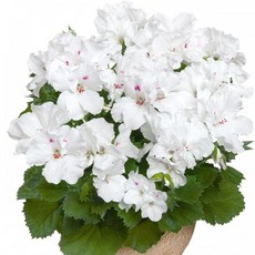 [어린모종]제라늄(영양계-리갈) : 8cm분