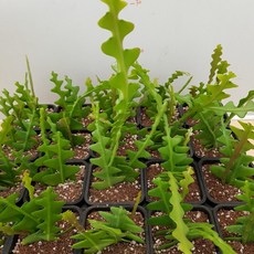 [해피그린] 립살리스 피쉬본 공중식물 행잉식물 공기정화식물 039, 1개
