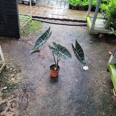 로티캠프그란디스