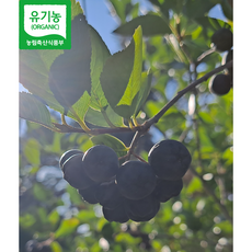 창녕 친환경 무농약인증 아로니아 2023년 햇아로니아생과 꼭지제거 수확.유산아로니아, 20, 8kg