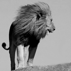 크리드밀레지움임페리얼