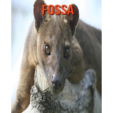 Fossa: Fun Facts & Cool Pictures Paperback, Independently Published, English, 9798564336239