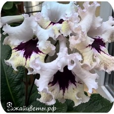 스트렙토카르푸스 DS-1386, 1개