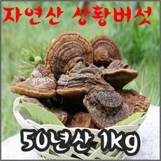 절편 - 자연산 상황버섯 60년산 1kg 산뽕나무 최상급버섯 고급포장 1개 상품 이미지