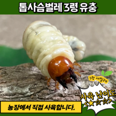 사슴벌레애벌레