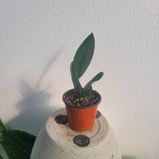 스킨답서스트루비