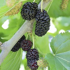 국내산 2024 급냉 햇오디 과상2호오디 1kg