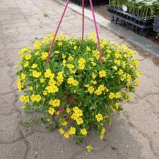 엔젤대자리