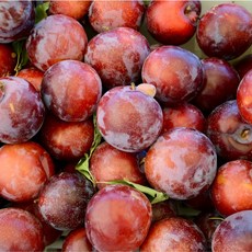 새콤달콤 프리미엄 고당도 자두 1kg 특품 산지직송, 2kg, 1개