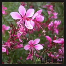 (나무농장) 야생화 분홍바늘꽃 포트, 30개
