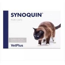 사이노퀸고양이