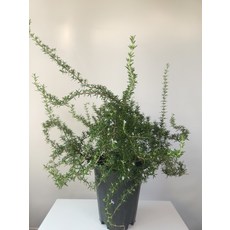 클리핑로즈마리