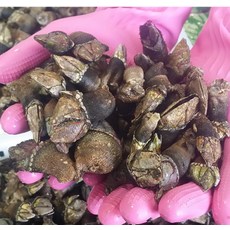 별미 생 자연산 청정 거북손 급냉 500g, 1개