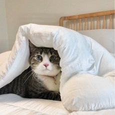 아이리스겹이불