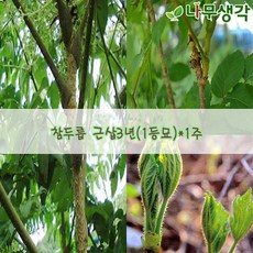 착한가격 나무생각 참두릅 근삽3년(1등묘)*1주