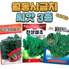 월동 시금치 씨앗 3종 땅딸이시금치 섬초시금치 토박이시금치 종자, 1개