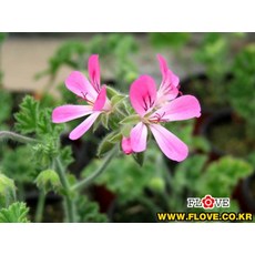 d19168bd60c9015e1c38ac3bae2b92c43dd6e6fd119db5b6dc88b2934dc9.jpg