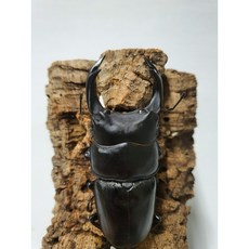 왕사슴벌레 성충 한쌍 수컷 암컷 키우기 농장직접, 수컷(50mm~59mm), 암컷(39mm 미만)