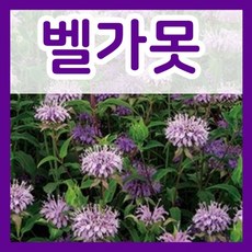 가을파종 베르가못 씨앗 1000립 9월 10월파종 벨가못 허브 씨앗