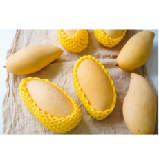 제주도애플망고농장