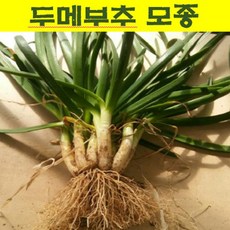 뿌리/2년생 두메부추모종 20개 (촉) wj383