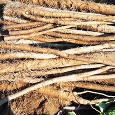 건강에 투자하는 최상품 유기농 우엉, 1kg