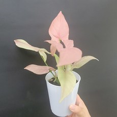 싱고니움핑크스팟