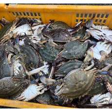 어부가 잡아 올린 금냉동꽃게 5kg 백령도암게 23년도