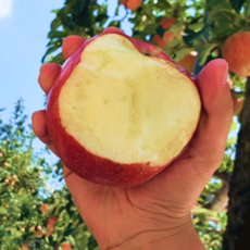 [산지최저가] 속은 더 맛있는 바보온달 꿀 못난이 사과, 1박스, 3kg (랜덤)