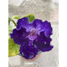 [다온야생화] W5259 스트렙토카르푸스.뉴질랜드앵초.DS리우쉘레 (9cm) [랜덤]