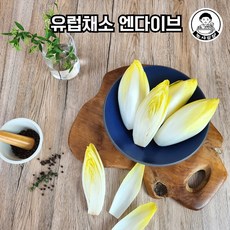 당일작업 수입산 앤다이브