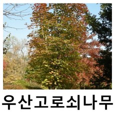 우산고로쇠나무 묘목 울릉도고로쇠 실생3년 포트묘