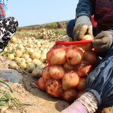 유기농양파5kg