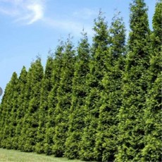 [가산원예조경] 자이언트그린 삽목2년 10주묶음