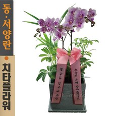  치타플라워 서양란 미니 핑크 호접 레이 [sn04-A051701] 승진 축하 개업 화분 서양난 동양난 동양란 전국 배송 1개  상품 이미지