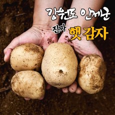 강원도 고랭지 햇 수미 감자 3kg 5kg 10kg 친환경 알 포슬포슬 두백 찐 감자, 5kg (중/소), 1개