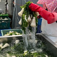 [사계식탁] 국산 고랭지 절임알타리 알타리무 초롱무 총각무, 1개, 10kg(익일발송)