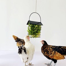 촬영바구니대여