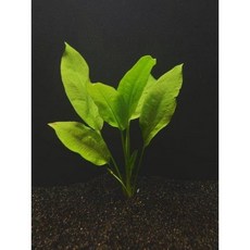 3배 마이크란테움 몬테카를로 화분 쉬운 활수족관 식물 담수 수생, 1개