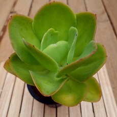 다육사전