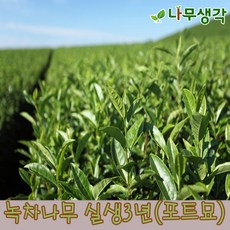 녹차묘목