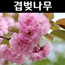 겹벚나무 묘목 개화주 R2cm 분묘1개/정원수 조경수