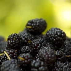 산청블루베리오디