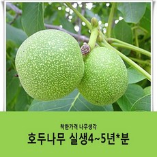 착한가격 나무생각 호두나무 실생4~5년*분묘*결실주