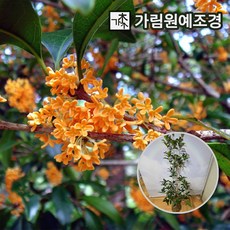 금목서