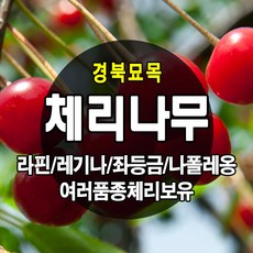 [경북농원] 체리나무묘목 신품종 자가수정 (라핀/레기나/좌등금/나폴레옹등등) 접목묘, 라핀(자기수정)접목 상묘, 1개