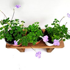 에덴플랜트 (5개한세트) 바위바이올렛 바이올렛 소품 야생화 행잉플랜트 덩굴식물 보라꽃 공기정화, 5개