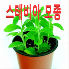 스테비아키우기
