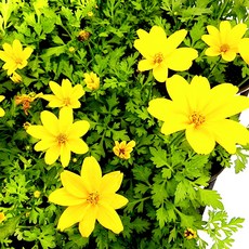 에덴플랜트 (5개한세트) 비덴스 바이덴스 비덴샤 야생화 황금꽃 노지월동 황금여신 꽃화분 꽃식물, 5개